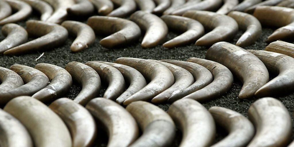 Elefanten werden vor allem wegen der Stosszähne aus Elfenbein gejagt und getötet. (Symbolbild)
