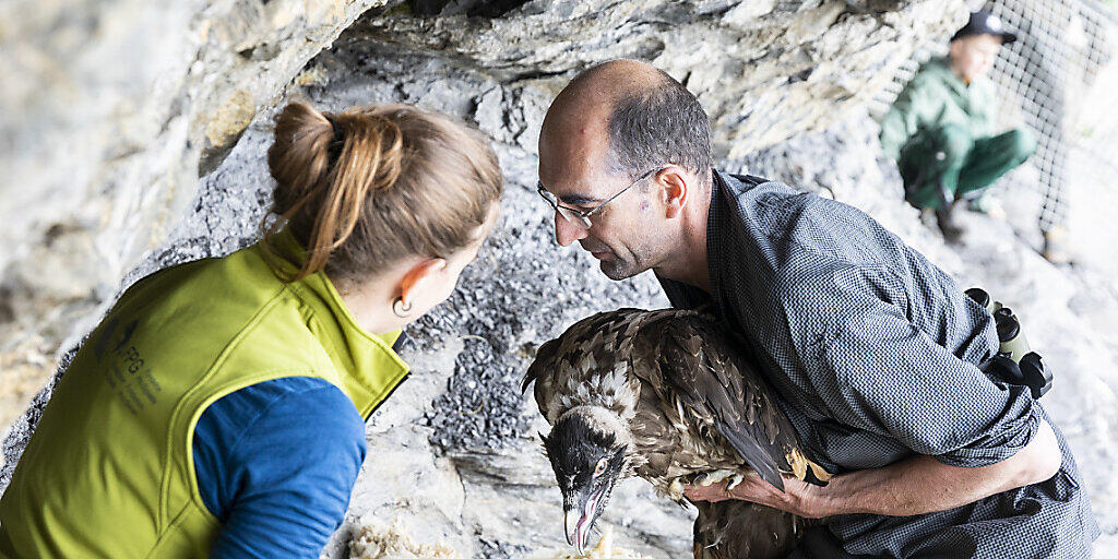 Im Juni 2018 liess die Stiftung Pro Bartgeier den Bartgeier Fredueli im eidgenössischen Wildtierschutzgebiet Huetstock im Melchtal OW auswildern. (Archivbild)