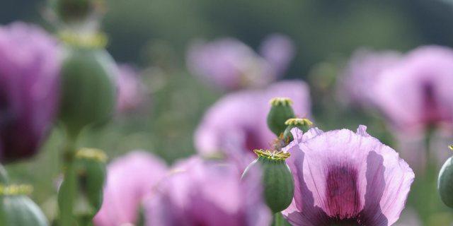 Alte und moderne Nutzpflanze: Mohn (Archiv)