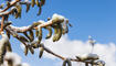 Schnee im Frühling