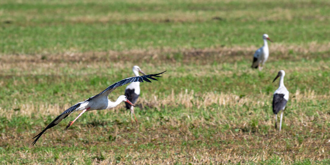 Der Weißstorch (Ciconia ciconia), auch Klapperstorch in Ruggell
