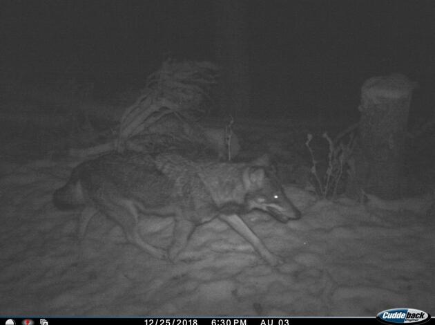 Der unbekannte Wolf. Der unbekannte Wolf.