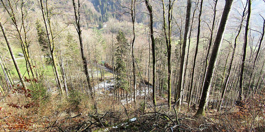 In diesem Waldstück oberhalb Glarus ereignete sich der tödliche Arbeitsunfall.
