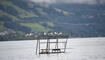 Hochwasser Walensee am Freitagvormittag