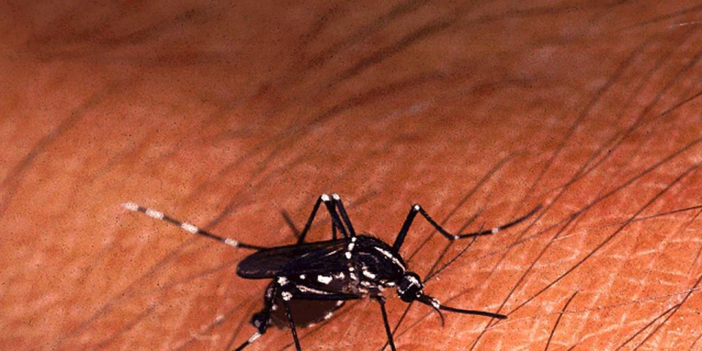 Die Asiatische Tigermücke Aedes albopictus wurde 2003 erstmals im Tessin gesichtet. (Archivbild)