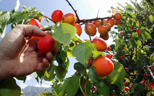 Hervorragende Aprikosenernte im Wallis dank optimalem Wetter. Die rund 150 Walliser Produzenten produzieren 97 Prozent der Schweizer Aprikosen und decken die Hälfte des Verbrauchs in der Schweiz. (Archivbild)