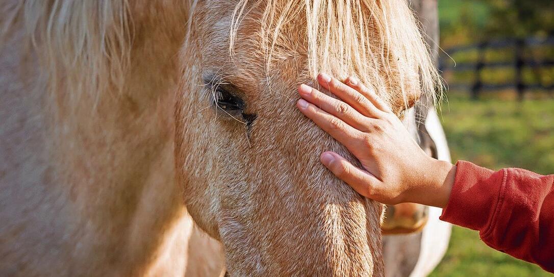 Owner stroking the horse on an animal farm