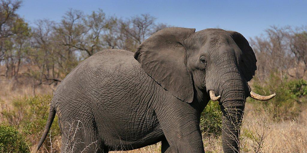 Ein Afrikanischer Elefant im Kruger National Park in Südafrika. Der Handel mit Elfenbein soll weiter verboten und Elefanten damit geschützt bleiben. (Archivbild)