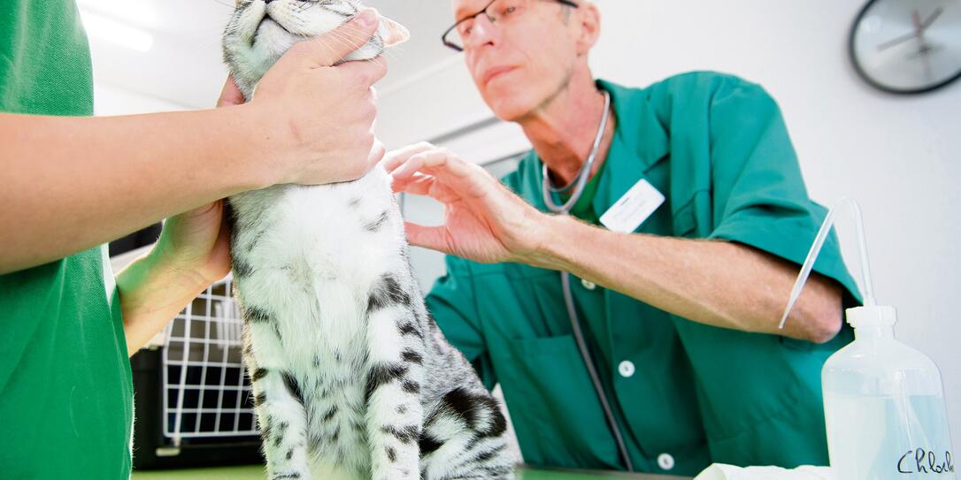 TIERARZT, PRAXIS, TIERARZTPRAXIS, BEHANDLUNG, TIERE, KATZE,