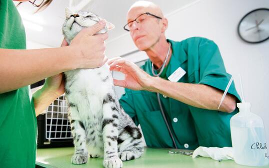 TIERARZT, PRAXIS, TIERARZTPRAXIS, BEHANDLUNG, TIERE,  KATZE,