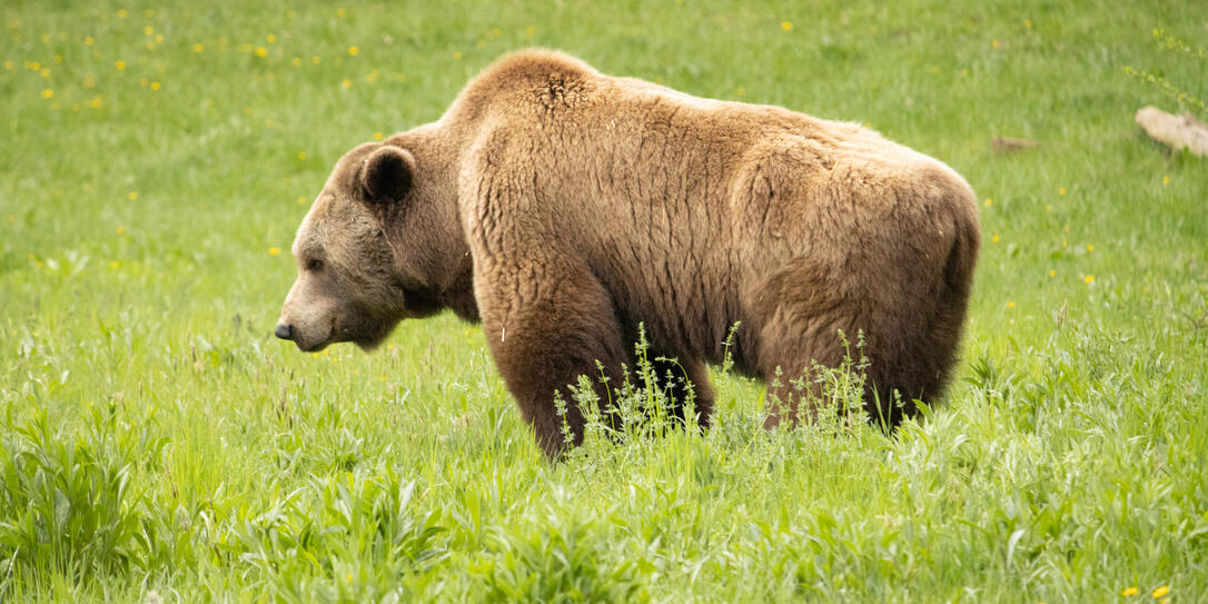 Braunbär Braunbär