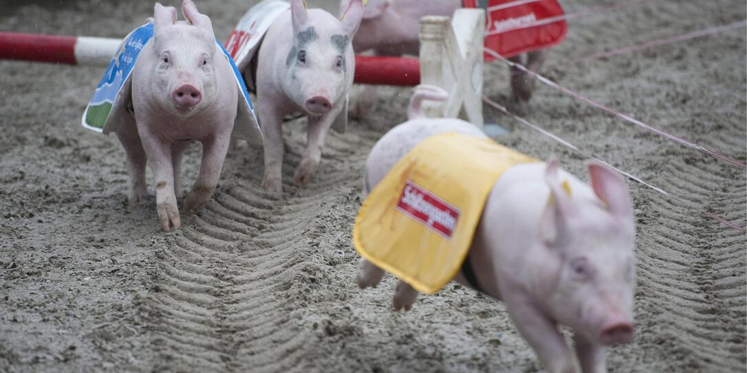 SAEULIRENNEN, SCHWEINERENNEN, SCHWEINCHEN, FERKEL, LANDWIRTSCHAFTSAUSTELLUNG, LANDWIRTSCHAFTSMESSE, OLMA,  EROEFFNUNG,