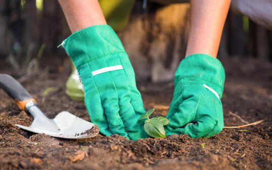 Close-up of gardener planting seedling in dirt at garden