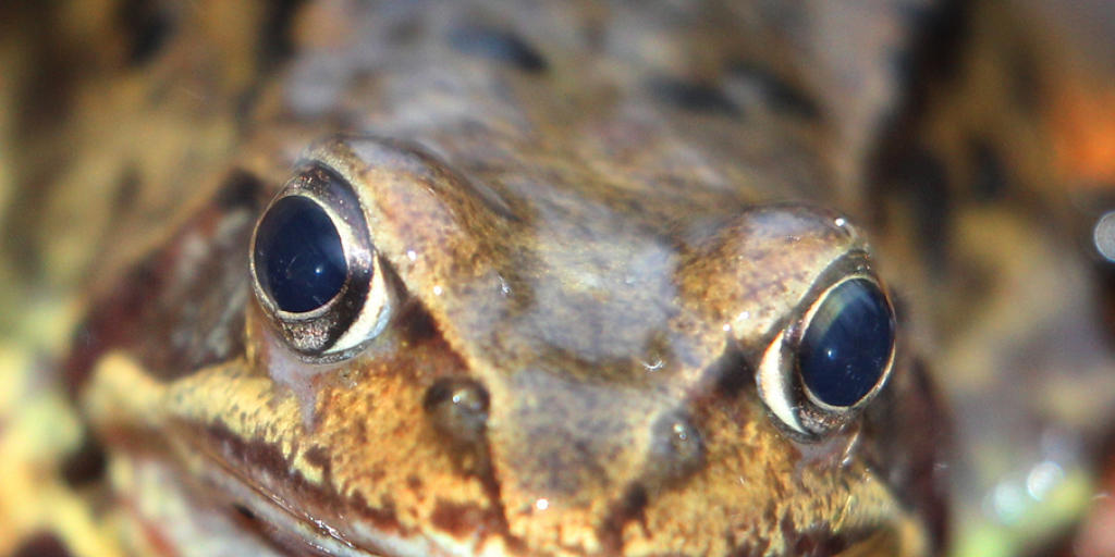 Wie finnische und schwedische Wissenschaftler beobachtet haben, können Frösche - hier ein Grasfrosch - in der Dunkelheit Farben unterscheiden. (Archiv)