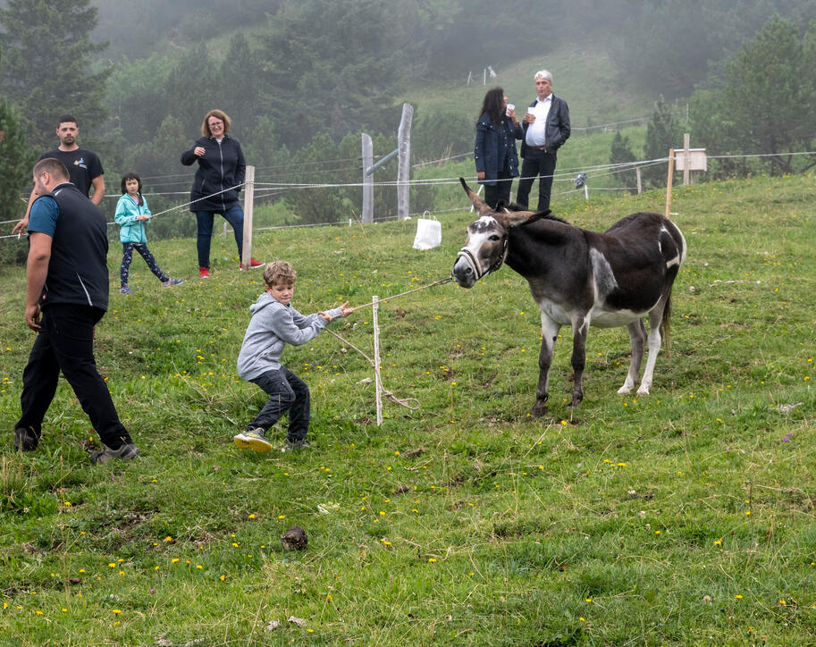 Eselfest in Malbun