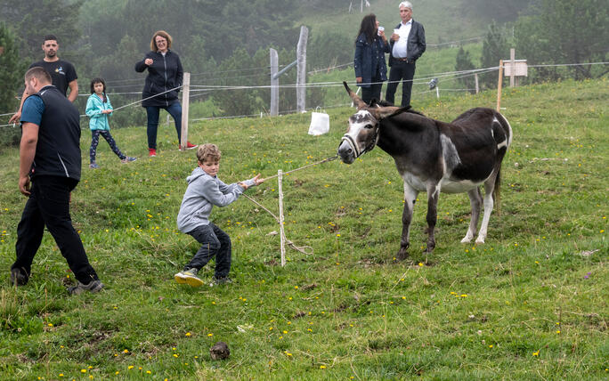 Eselfest in Malbun