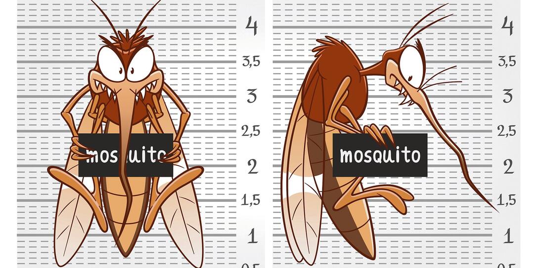 Mosquito on police lineup