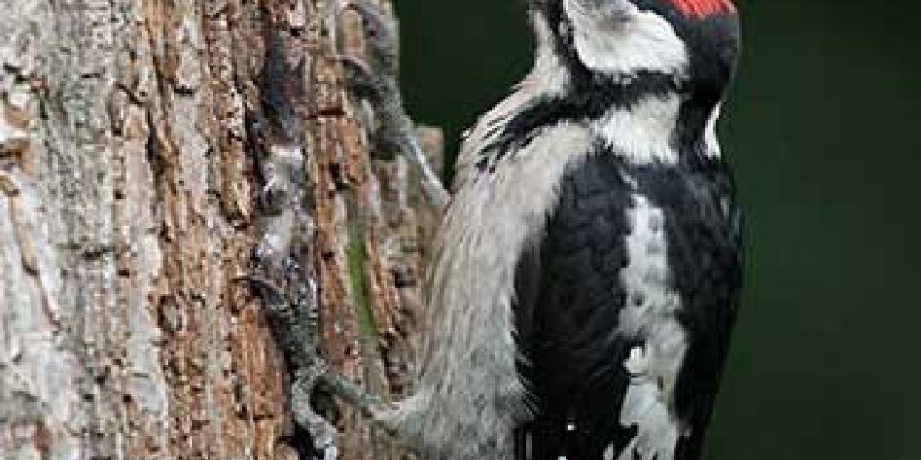 Der Buntspecht ist Vogel des Jahres 2016 und Botschafter für den Erhalt alter Bäume. Der Buntspecht ist Vogel des Jahres 2016 und Botschafter für den Erhalt alter Bäume.