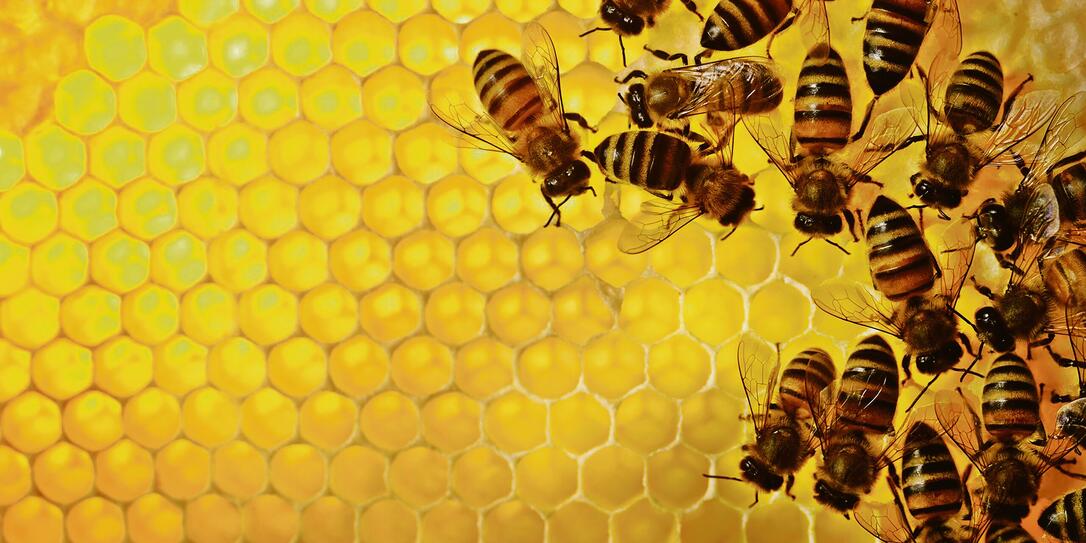 close up of bee hive