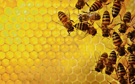 close up of bee hive