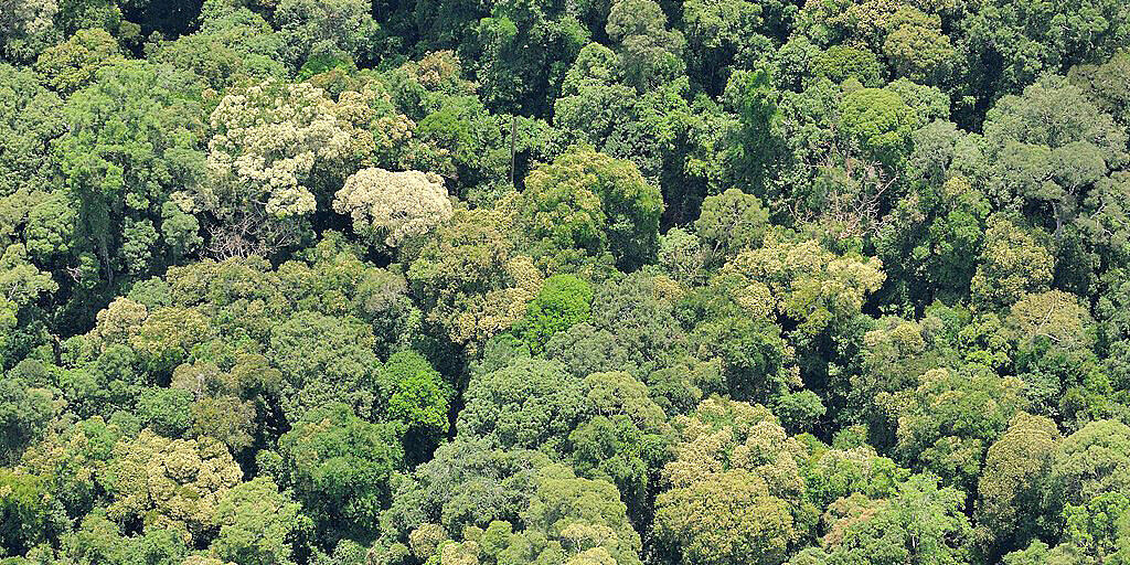 Tropischer Regenwald in Sabah: Geschädigte Tropenwälder regenerieren laut Studie rascher als erwartet.