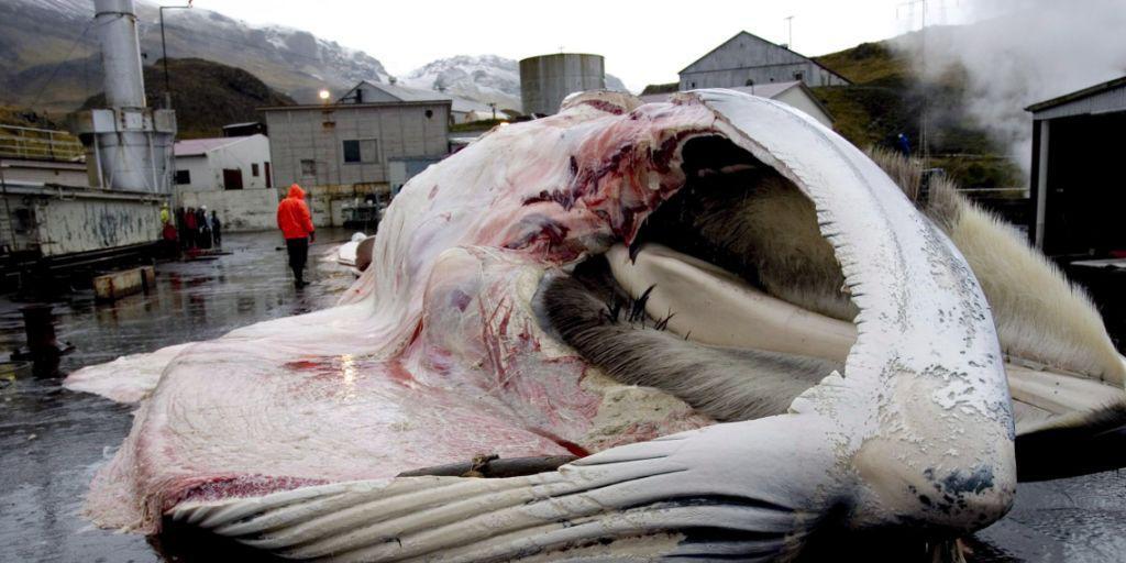 Island und Japan stehen unter Druck wegen ihrer Walfangprogramme. Norwegen töte mehr Wale als die beiden anderen Länder zusammen, bleibe jedoch von Kritik verschont, schreiben Artenschutzorganisationen in einem neuen Bericht. (Archivbild) Island und Japan stehen unter Druck wegen ihrer Walfangprogramme. Norwegen töte mehr Wale als die beiden anderen Länder zusammen, bleibe jedoch von Kritik verschont, schreiben Artenschutzorganisationen in einem neuen Bericht. (Archivbild)