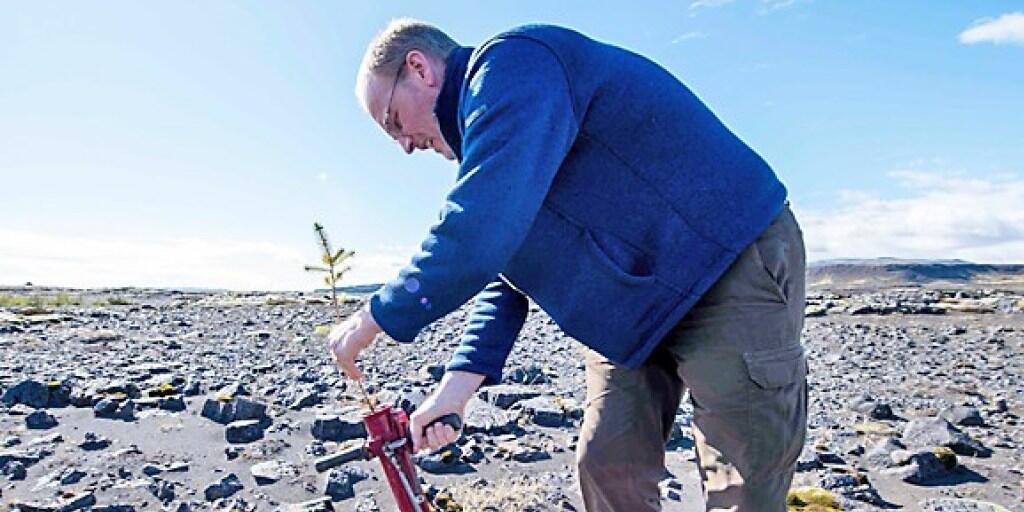 Hreinn Oskarsson, Director beim Icelandic Forest Service, hilft mit, Bäume auf dem Lava-Gelände bei Thorlakshofn zu pflanzen. (Photo by Halldor KOLBEINS / AFP)