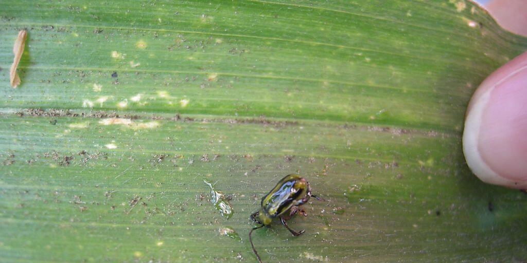 Im Kanton St. Gallen ist in drei Fallen der Maiswurzelbohrer entdeckt worden, ein Käfer aus Nordamerika, der grosse Schäden anrichten kann.