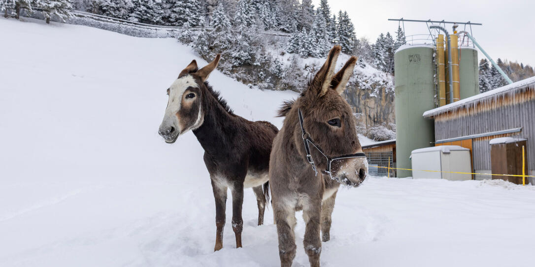 Eselinterview in Triesenberg