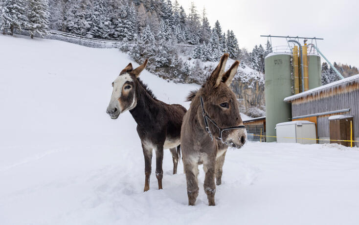 Eselinterview in Triesenberg