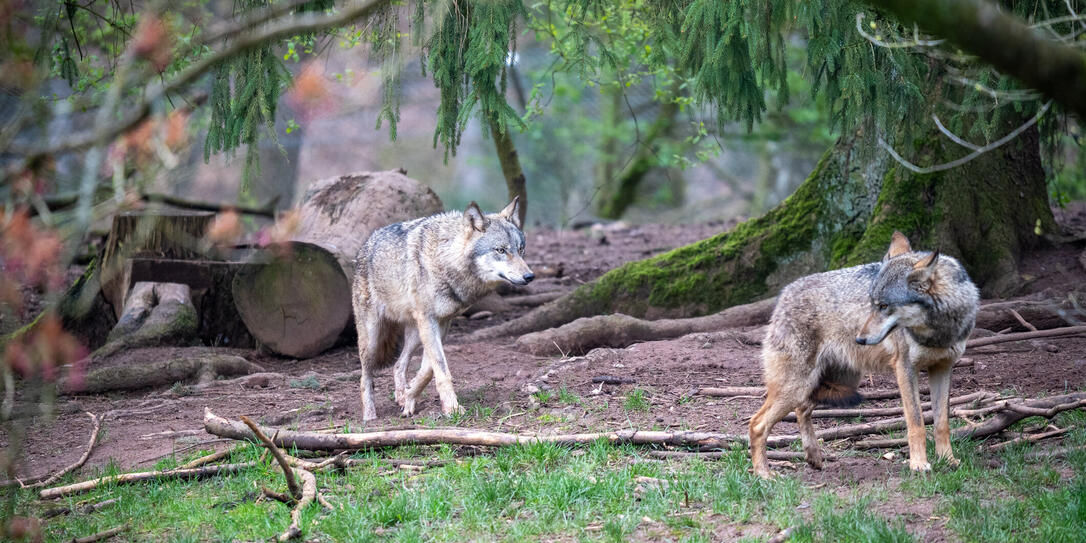Pair of Grey Wolves in Natural Enclosure - Captive Wildlife, Animal Park, Forest Habitat, Wolf Behavior