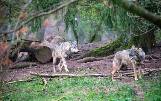 Pair of Grey Wolves in Natural Enclosure - Captive Wildlife, Animal Park, Forest Habitat, Wolf Behavior