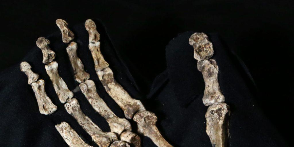 Geschickt genug für Werkzeuge, aber auch zum Klettern geeignet: Die Hände des Urmenschen Homo naledi.
