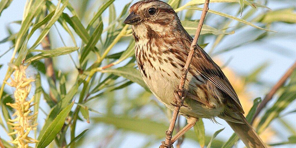 Das Genom der nordamerikanischen Singammer haben Zürcher Forschende zum ersten Mal sequenziert. Insgesamt analysierte das internationale Forscherteam für die neue Studie die Genomdaten von 363 Vogelarten.