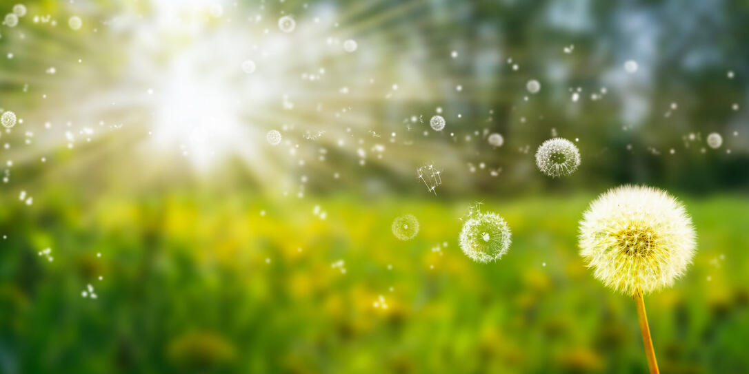 flying seed from blowball flowers in an idyllic summer meadow, beautiful field of many dandelions in blurred landscape