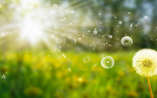 flying seed from blowball flowers in an idyllic summer meadow, beautiful field of many dandelions in blurred landscape