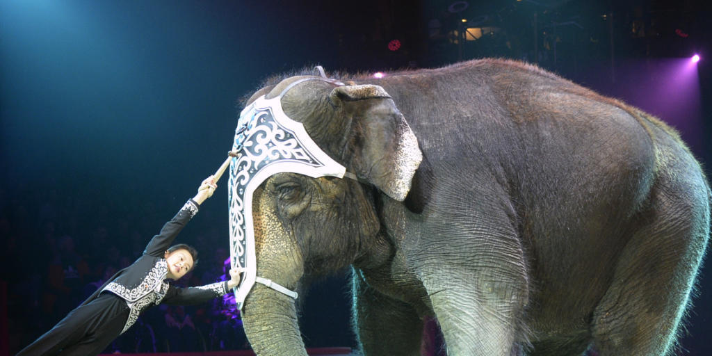 Der Bundesrat will Zirkussen die Haltung von Wildtieren nicht verbieten. Im Bild ein Elefant in der Manege. (Archiv) Der Bundesrat will Zirkussen die Haltung von Wildtieren nicht verbieten. Im Bild ein Elefant in der Manege. (Archiv)