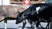 Alpabfahrt Mels 12.09.2026