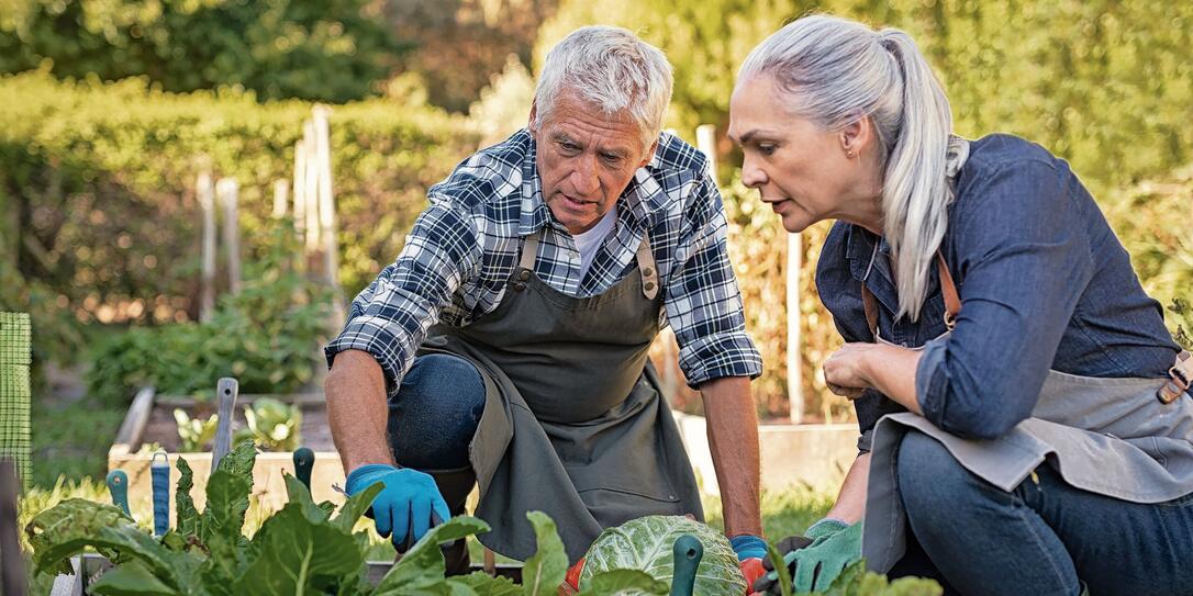 Senior couple picking vegetables