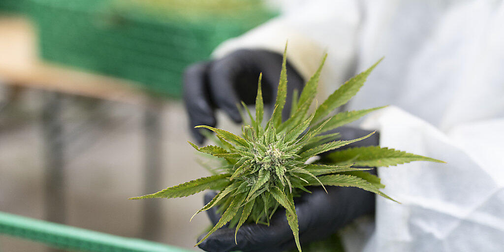 CBD-Hanf kann legal angebaut und konsumiert werden. Eine erste Standortbestimmung zeigt, dass CBD-Cannabis am häufigsten in Form von Blüten verkauft wird, die meist geraucht werden. (Archivbild)