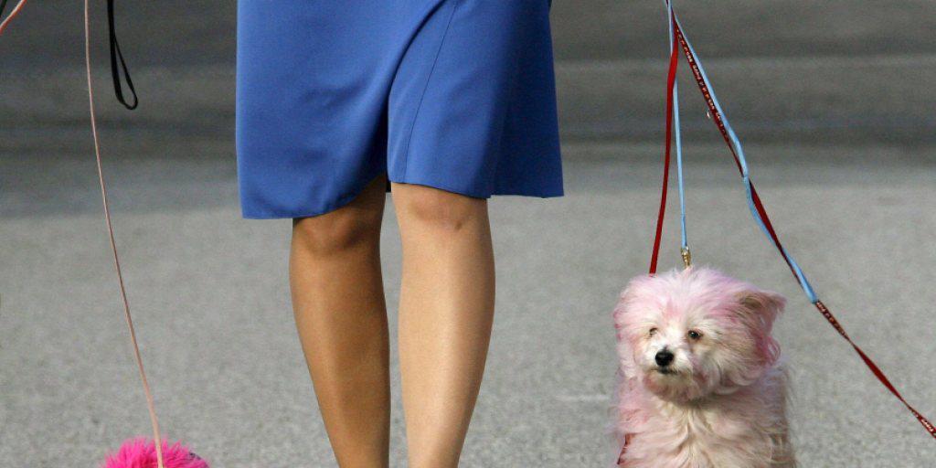Kleine Vierbeiner liegen bei Schweizer Hundeliebhabern im Trend, allen voran der mexikanischstämmige Chihuahua (Zweiter von links).