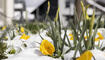 Schnee im Frühling