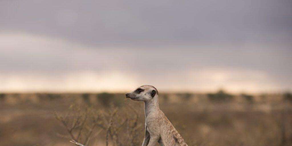 Immer wachsam bleiben: Während die anderen Futter suchen, behält ein Erdmännchen immer die Umgebung im Blick.