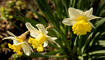 Frühling in Liechtenstein