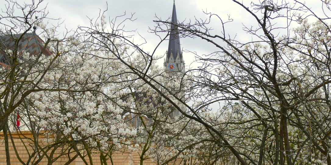 Der Fr&uuml;hling zieht ins Land. Rita Maillot hat dieses Bild der Kathedrale St. Florin in Vaduz gemacht &ndash; im Vordergrund sieht man das Erwachen der Natur.