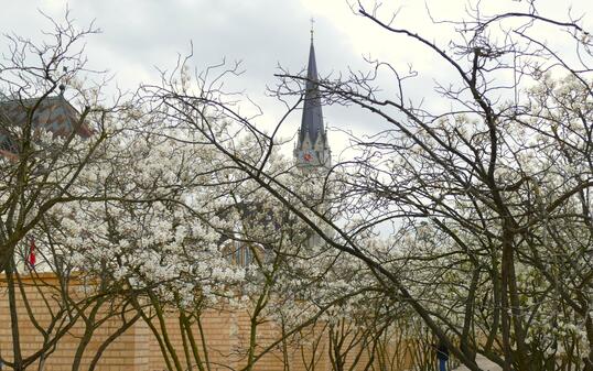 Der Fr&uuml;hling zieht ins Land. Rita Maillot hat dieses Bild der Kathedrale St. Florin in Vaduz gemacht &ndash; im Vordergrund sieht man das Erwachen der Natur.