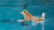 2. Hundeschwimmen im Schwimmbad M&uuml;hleholz in Vaduz (09.09.2026)