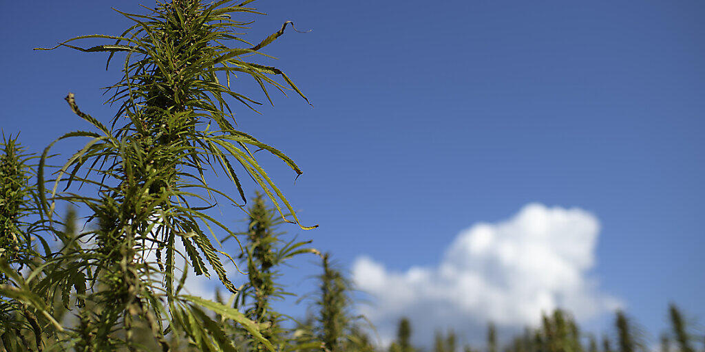 Der Nationalrat diskutiert über die Zulassung wissenschaftlicher Versuche mit Cannabis. (Archivbild) Der Nationalrat diskutiert über die Zulassung wissenschaftlicher Versuche mit Cannabis. (Archivbild)