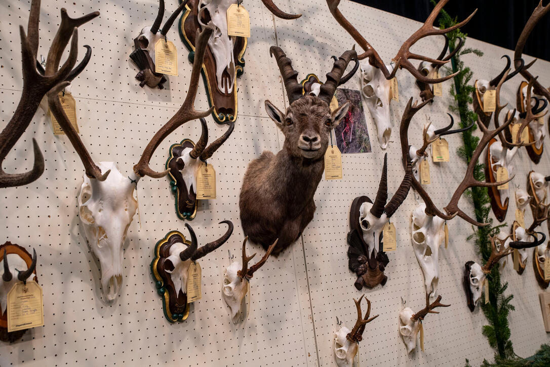 Hegeschau, in Schaan (28.02.2026)