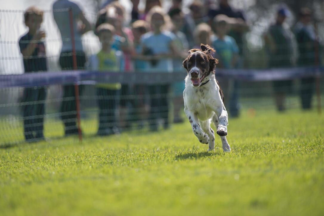 Plauschhunderennen Schaan